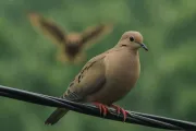¿Por qué están desapareciendo las torcazas del paisaje de Cali?